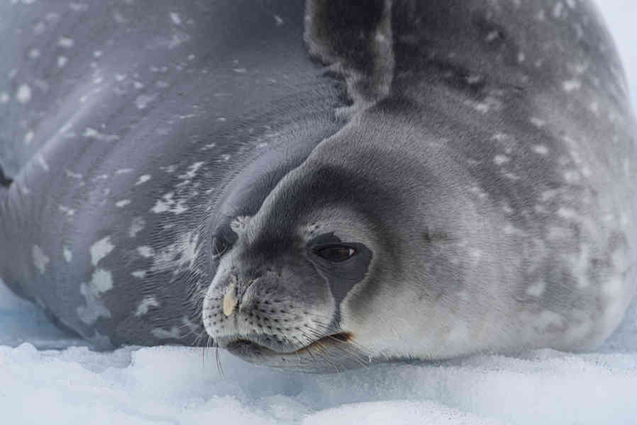 Foca de Weddell - Antártida 05.jpg